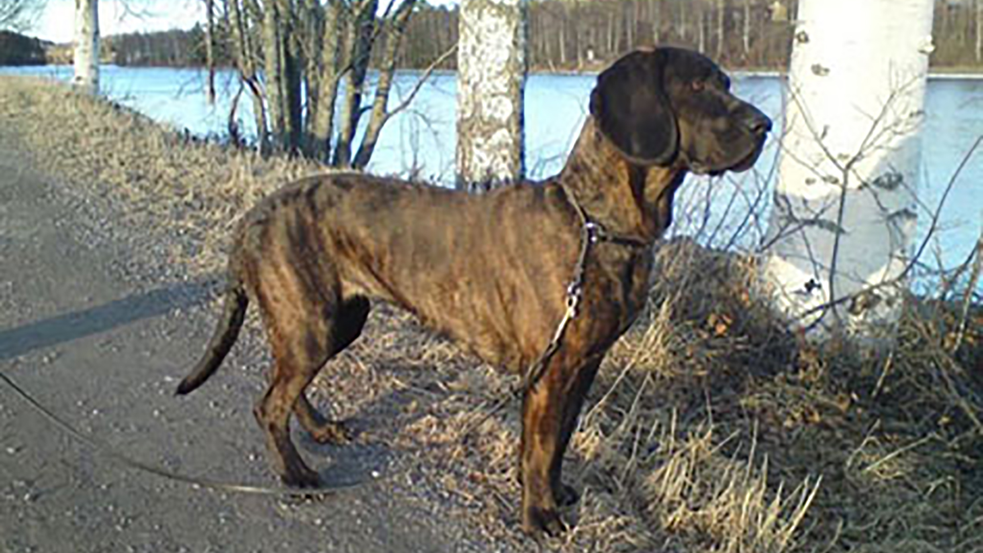 Svenska Schweisshundklubben