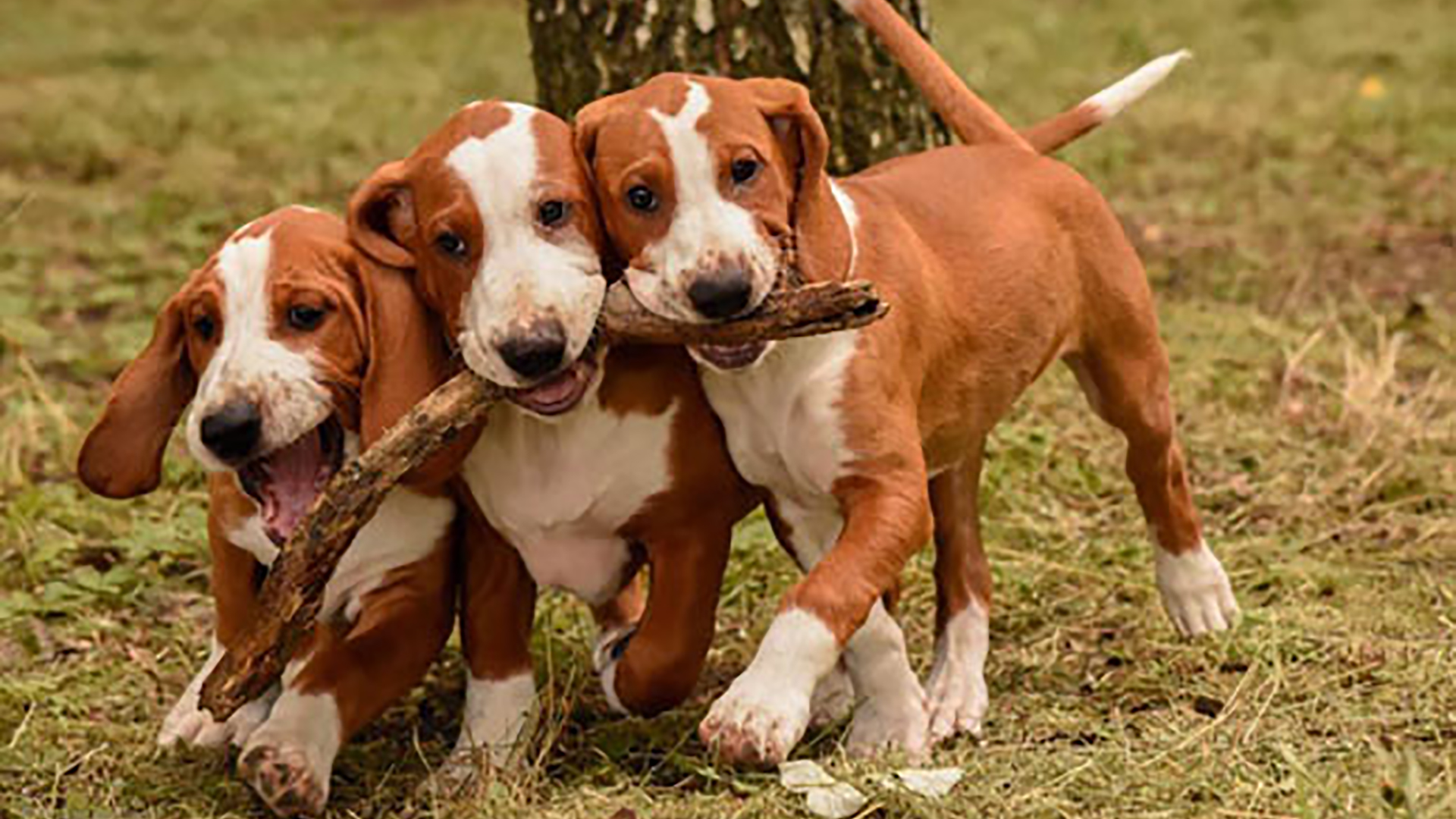 Svenska Posavski Gonicklubben