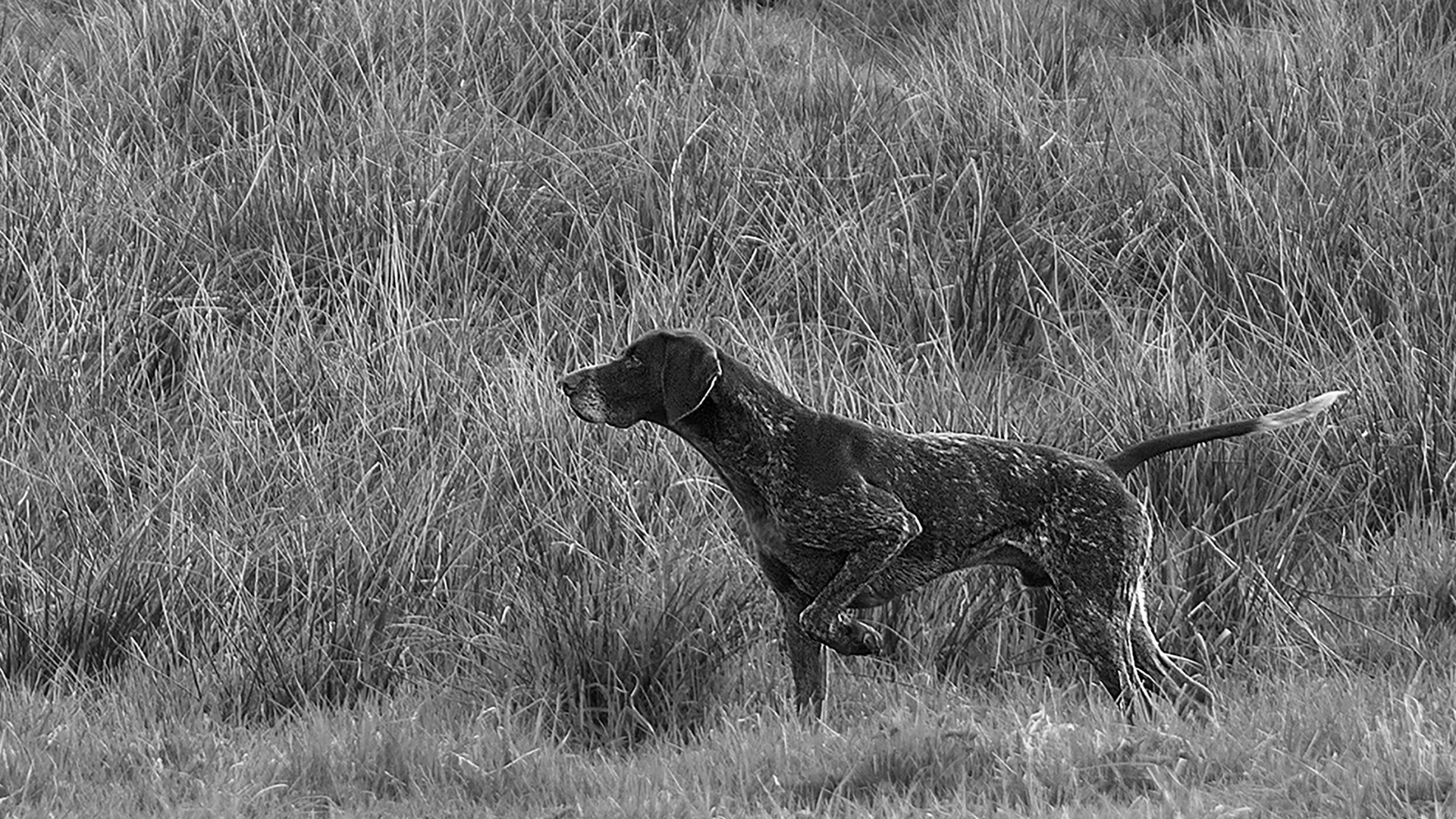 Svenska Vorstehklubben