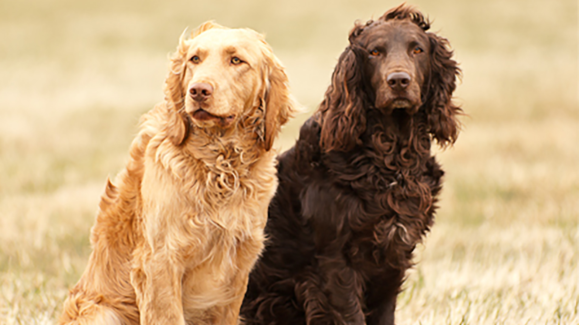 Svenska Wachtelhundklubben