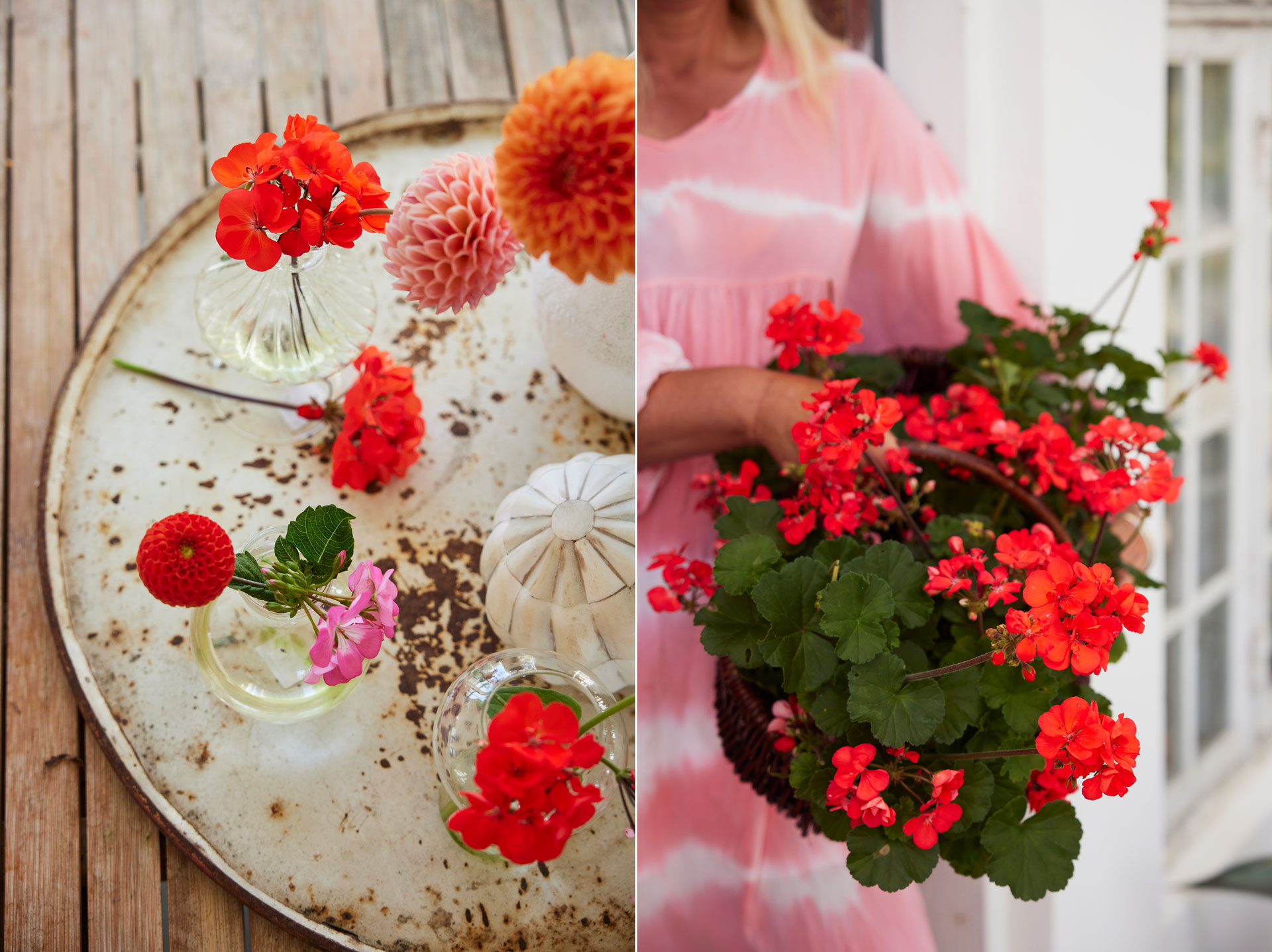 Årets pelargon är en modern orangeblommande skönhet med retrokänsla