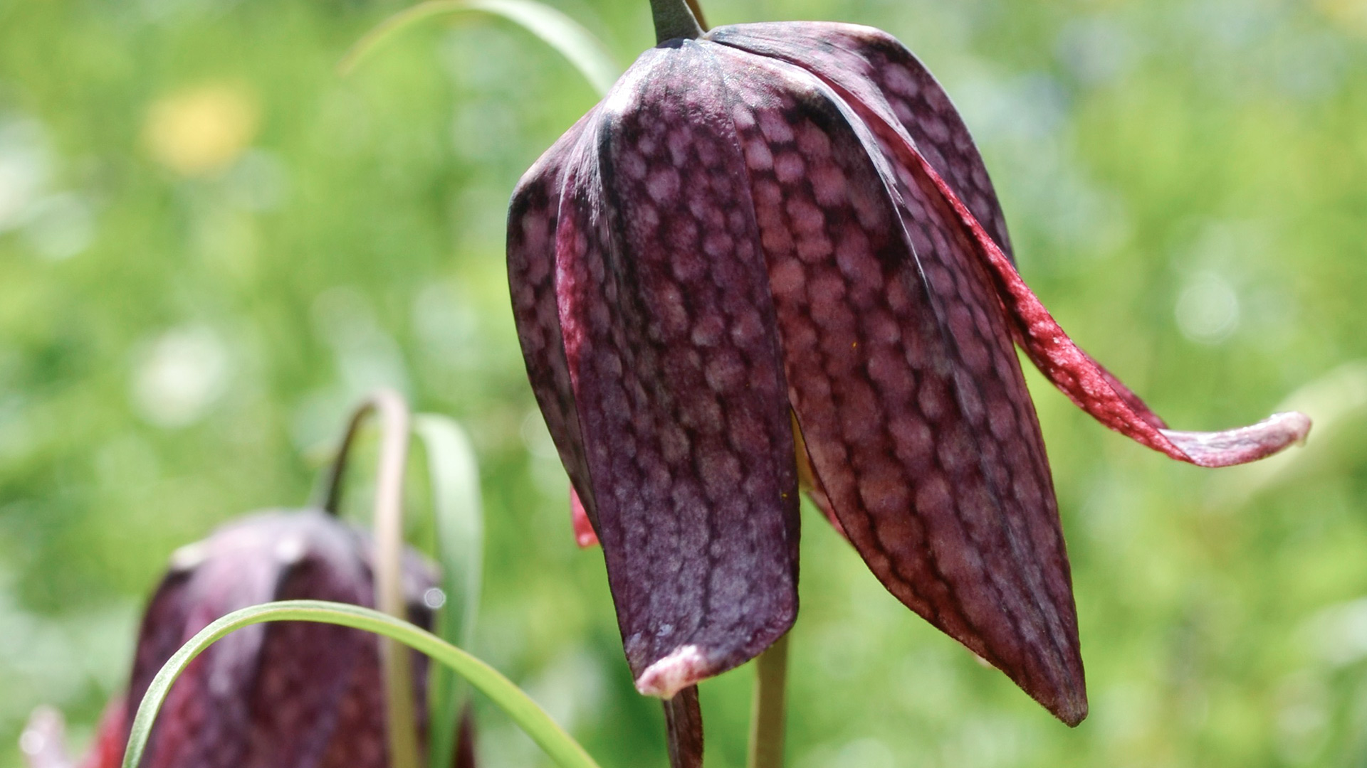 Garden Trends I Flower Crafts I Kungsängslilja.jpg