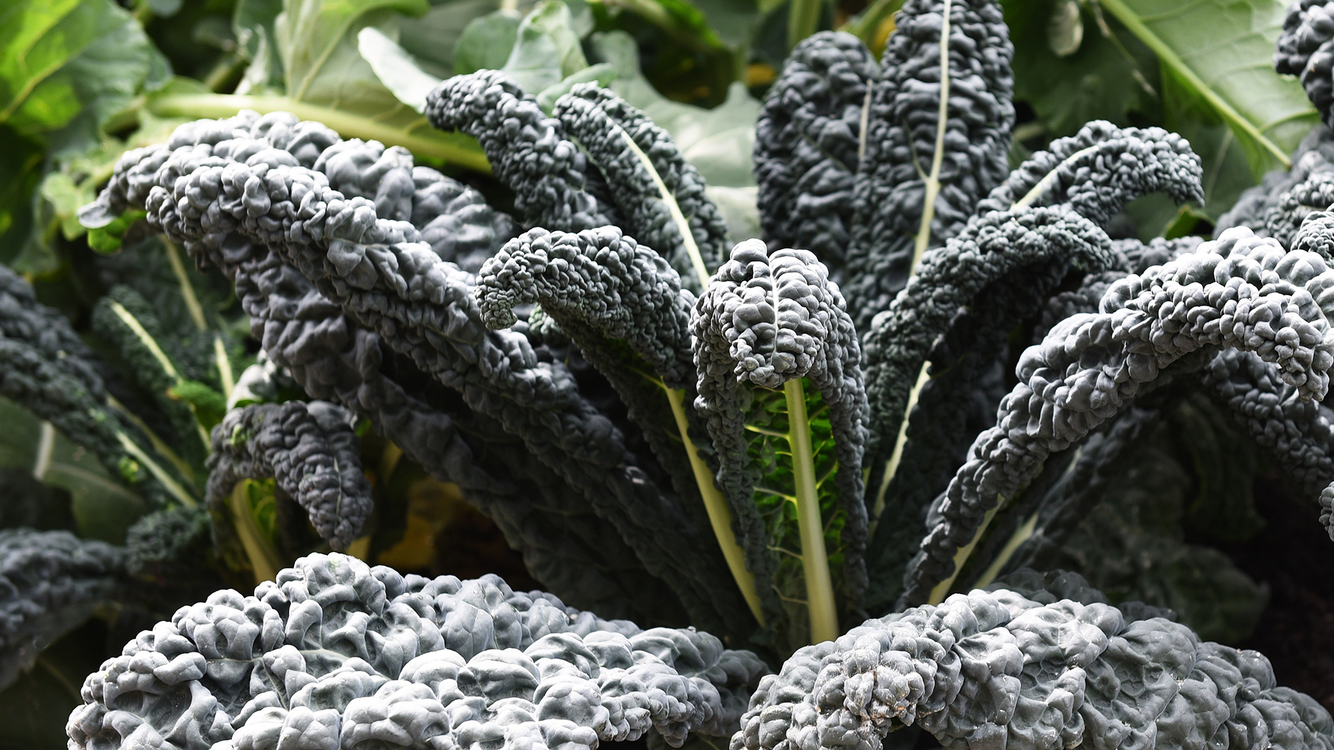 Garden Trends I Future Flora I Svartkål.jpg