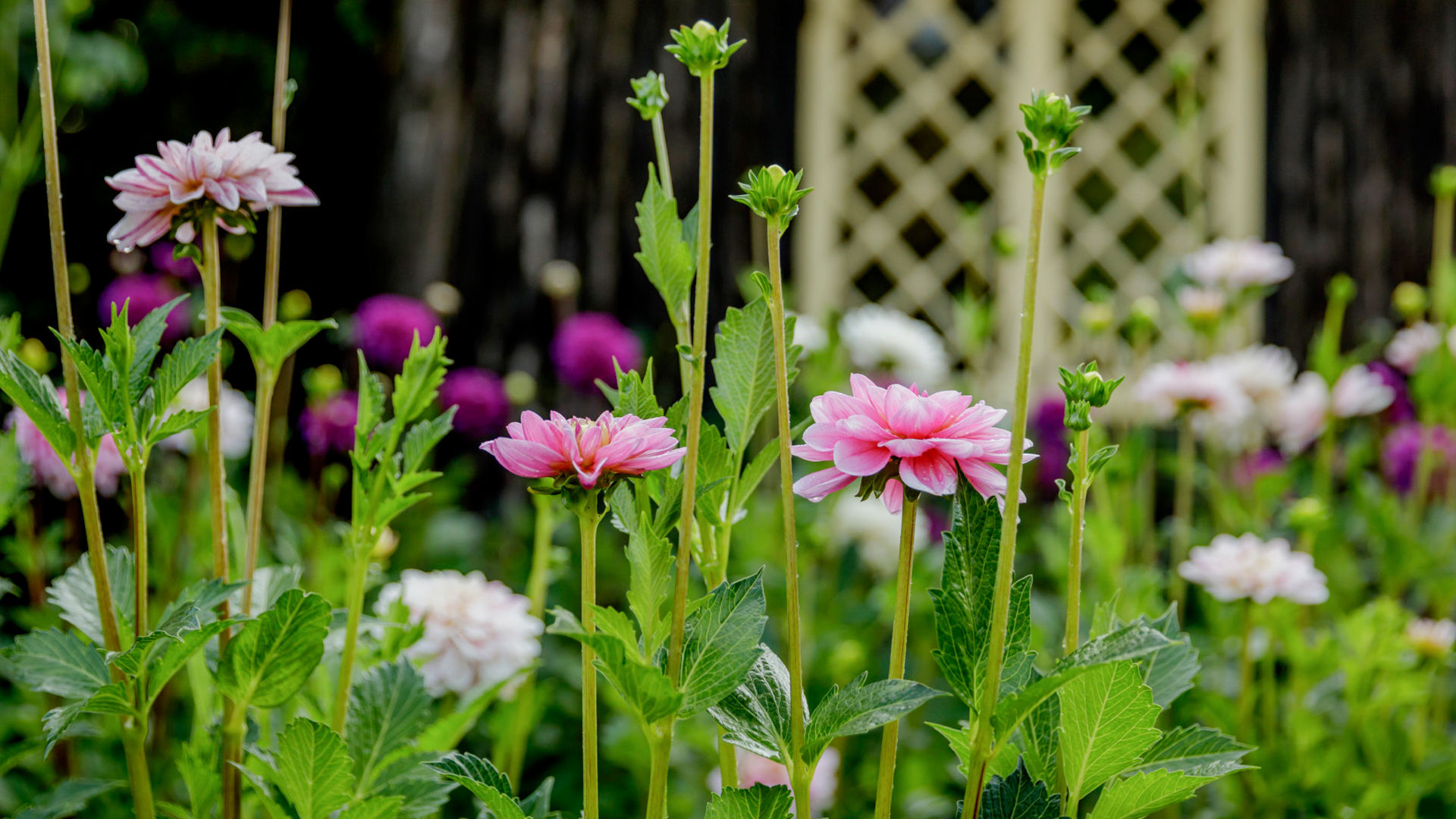 Garden Trends I Craft of Nature I dahlia.jpg