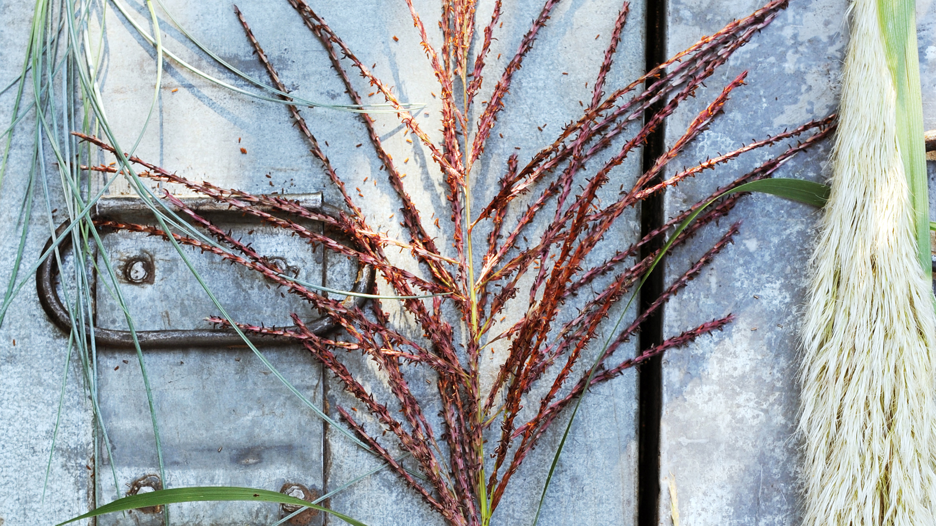 Garden Trends I Craft of Nature I gräs.jpg
