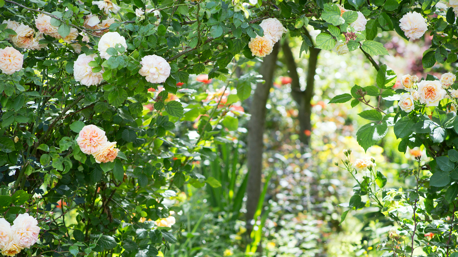 Garden Trends I Craft of Nature I klätterros.jpg