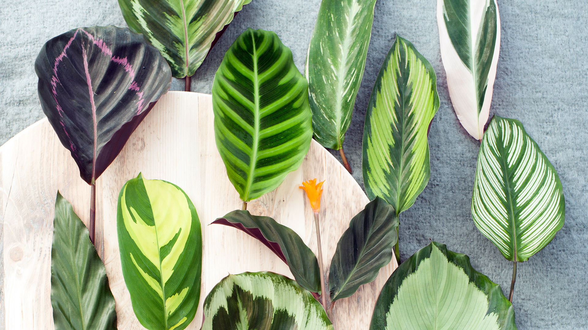 Garden Trends I Craft of Nature I mönstrade blad.jpg