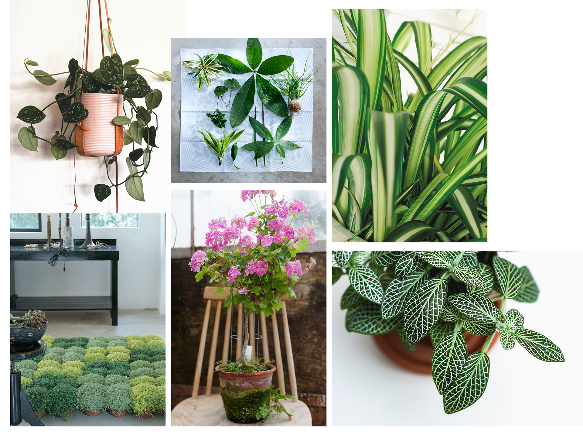 Garden Trends I Craft of Nature I växter inomhus.jpg