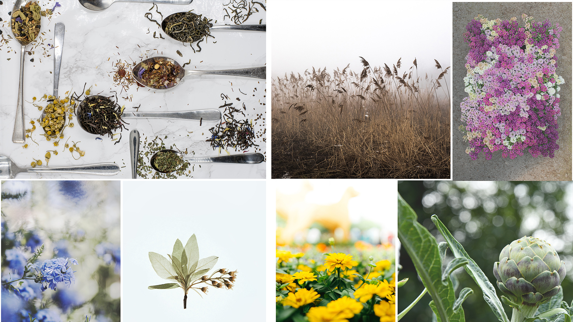 Garden Trends I Craft of Nature I växter utomhus.jpg