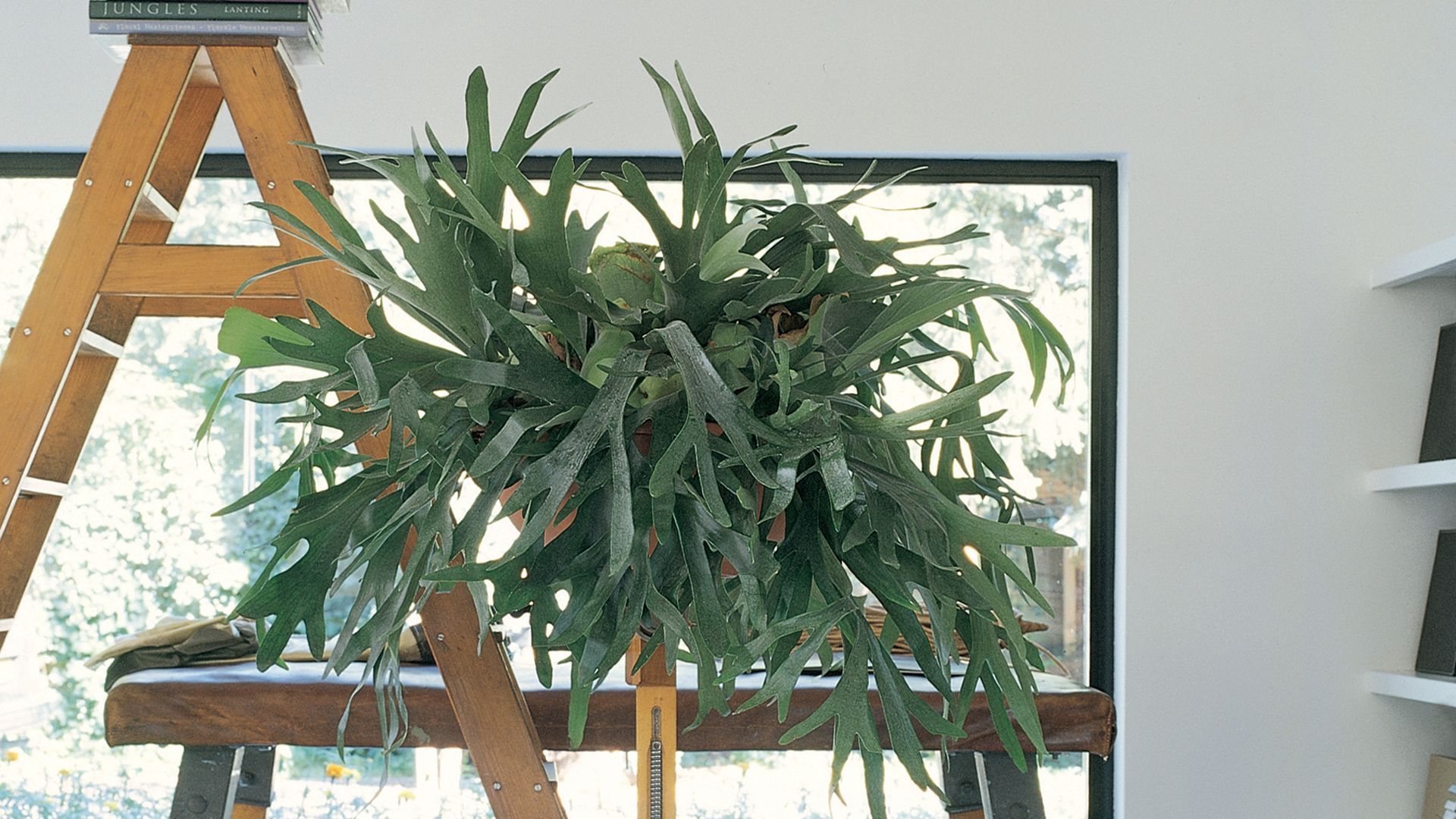 Garden Trends I Eclectic Garden I älghornsbräken.jpg