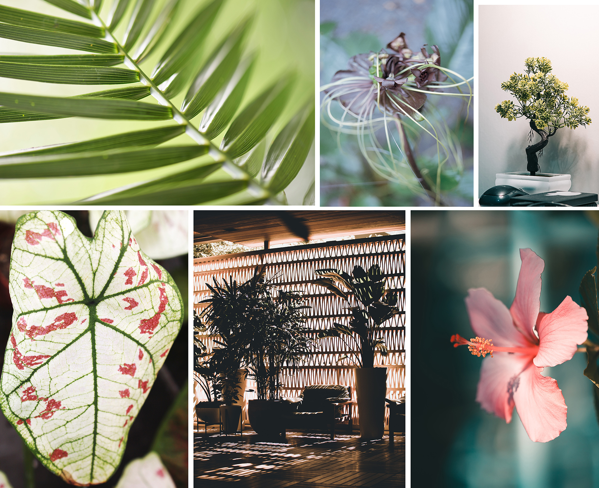 Garden Trends I Eclectic Garden I växter inomhus.jpg