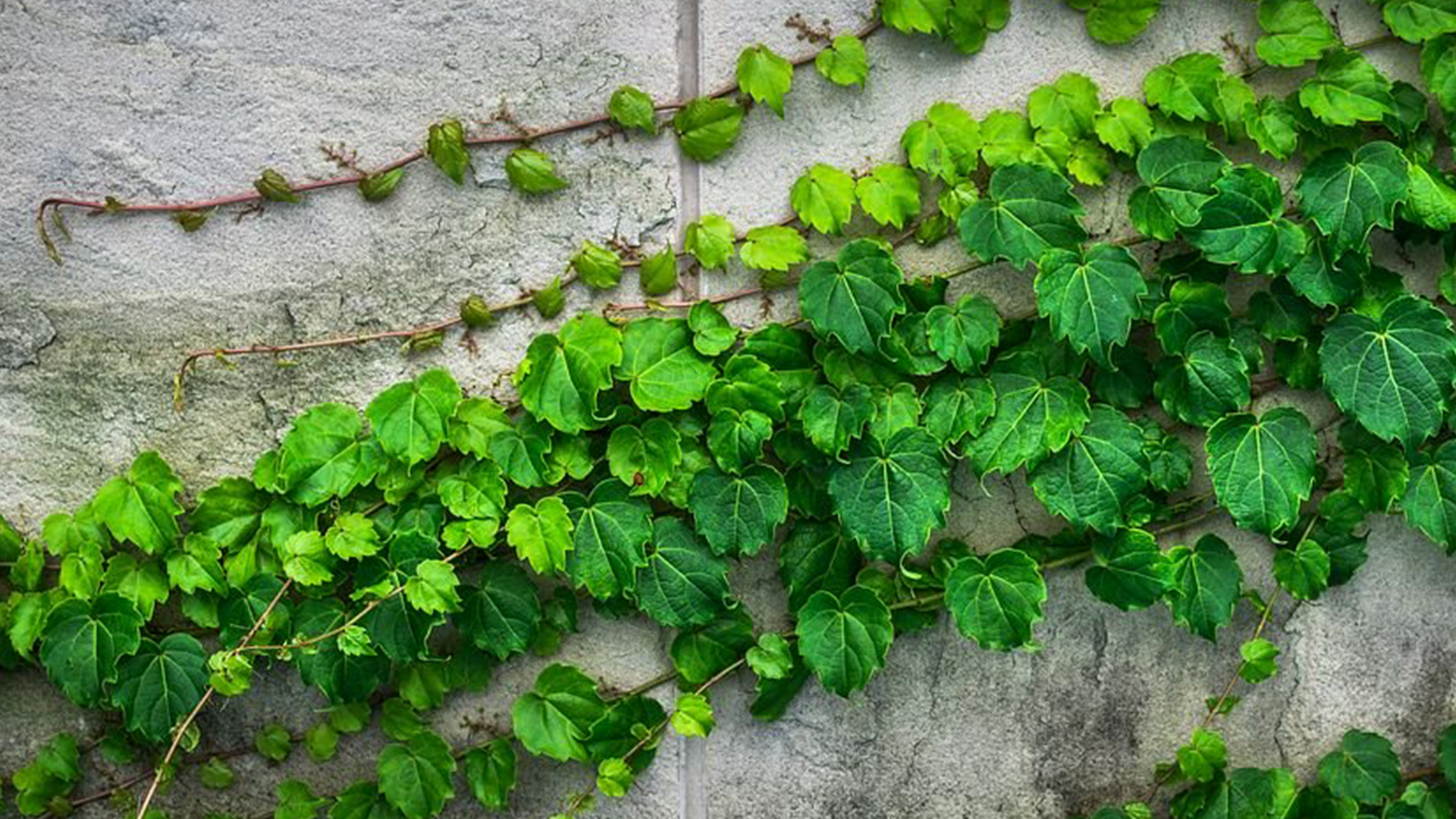 Garden Trends I Happy Hybrid I material betong.jpg