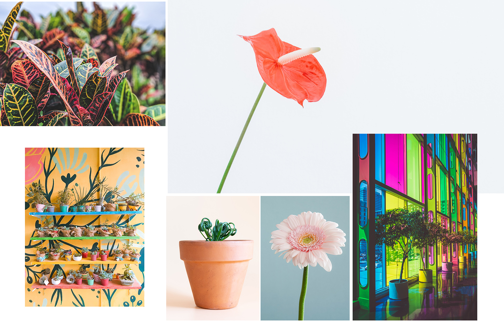 Garden Trends I Happy Hybrid I växter inomhus.jpg