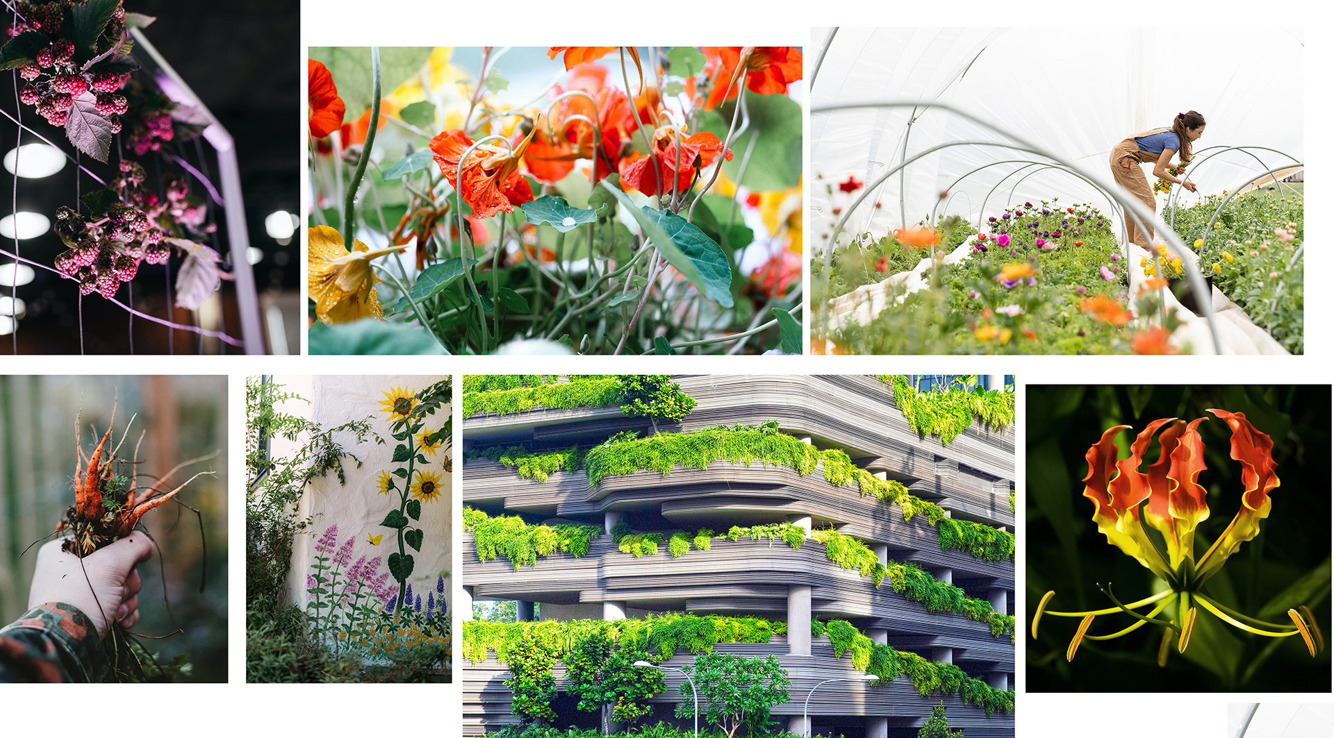 Garden Trends I Happy Hybrid I växter utomhus.jpg