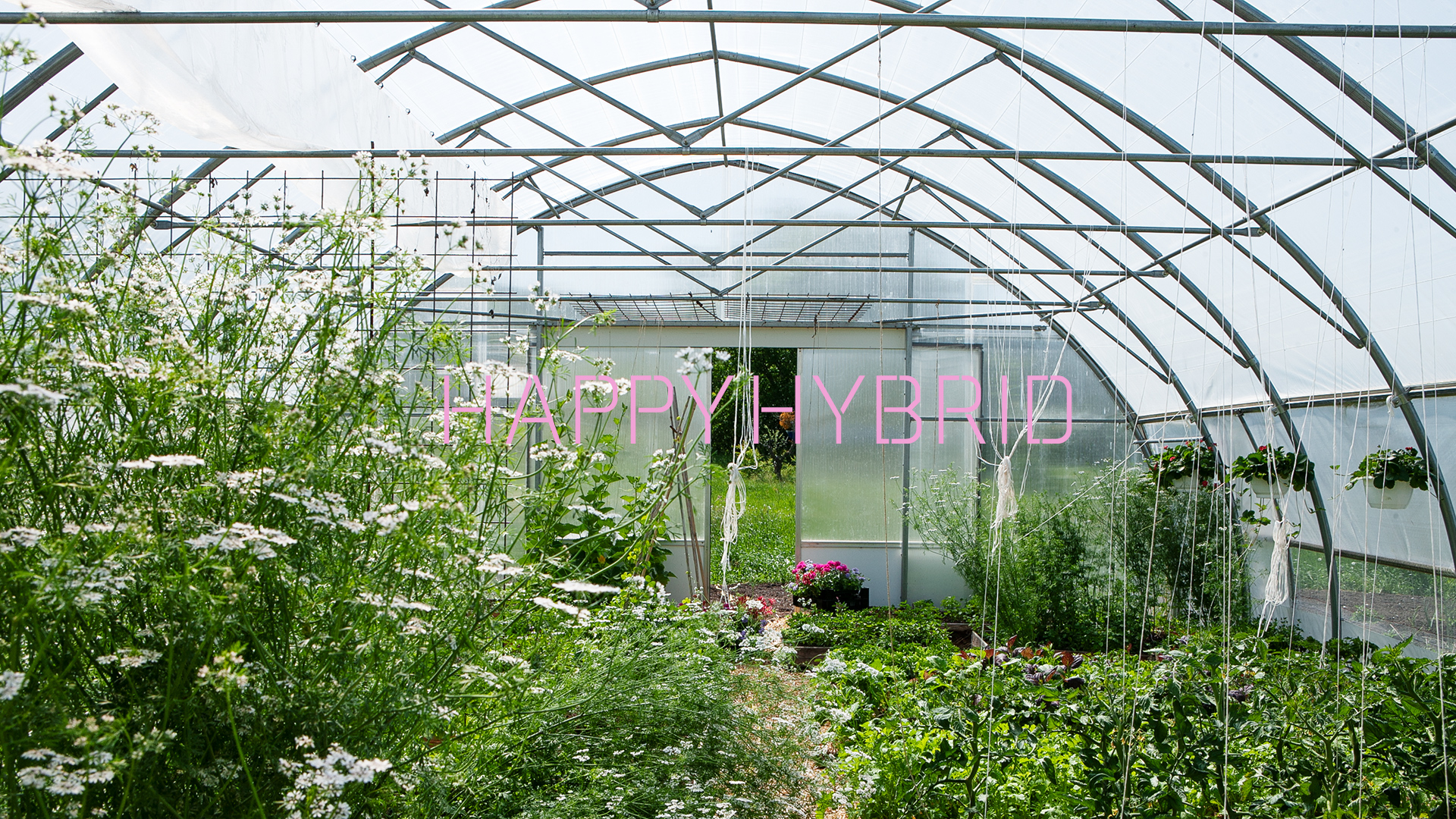 Happy Hybrid
