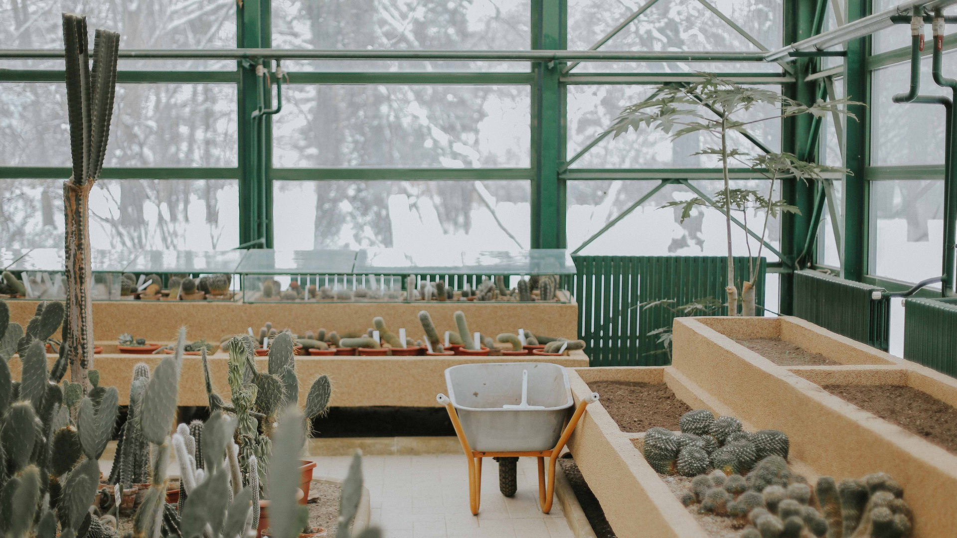 Garden-Trends-Grönskande-stad-kaktusodling.jpg