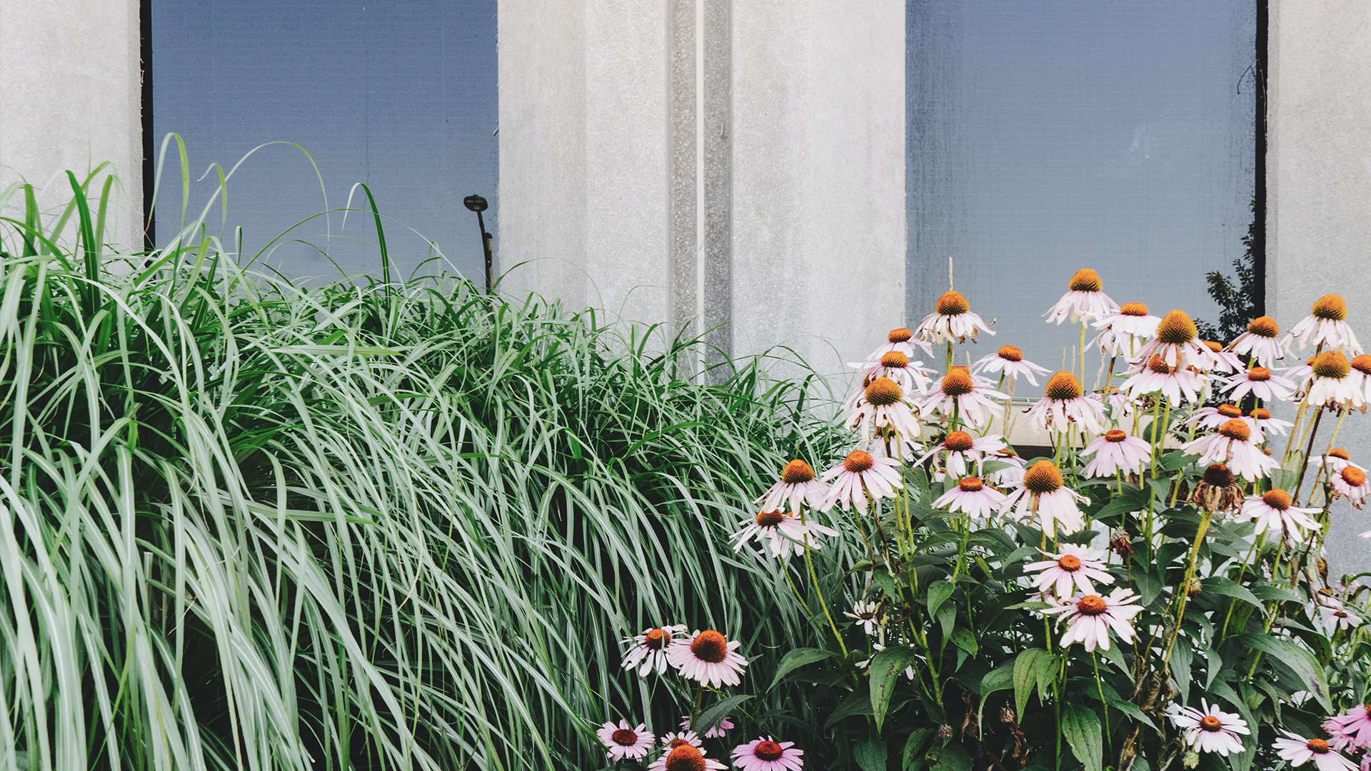 Garden-Trends-Grönskande-stad-perenner.jpg