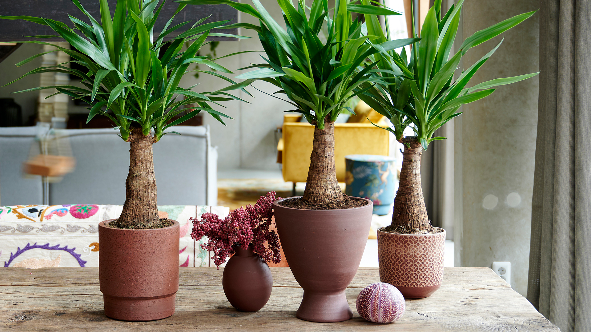 Garden-Trends-Grönskande-stad-yucca.jpg