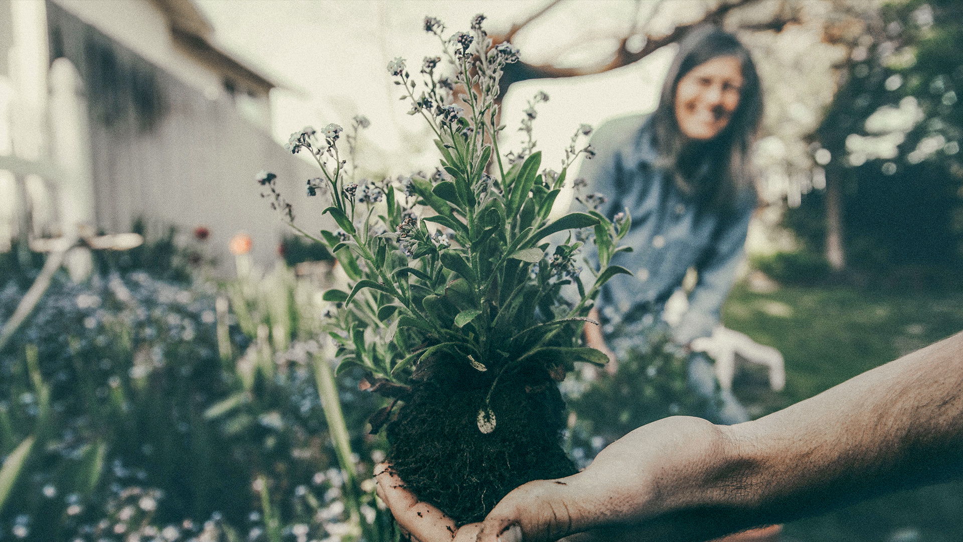 Garden-Trends-Jorden-vi-ärvde-förgätmigej.jpg