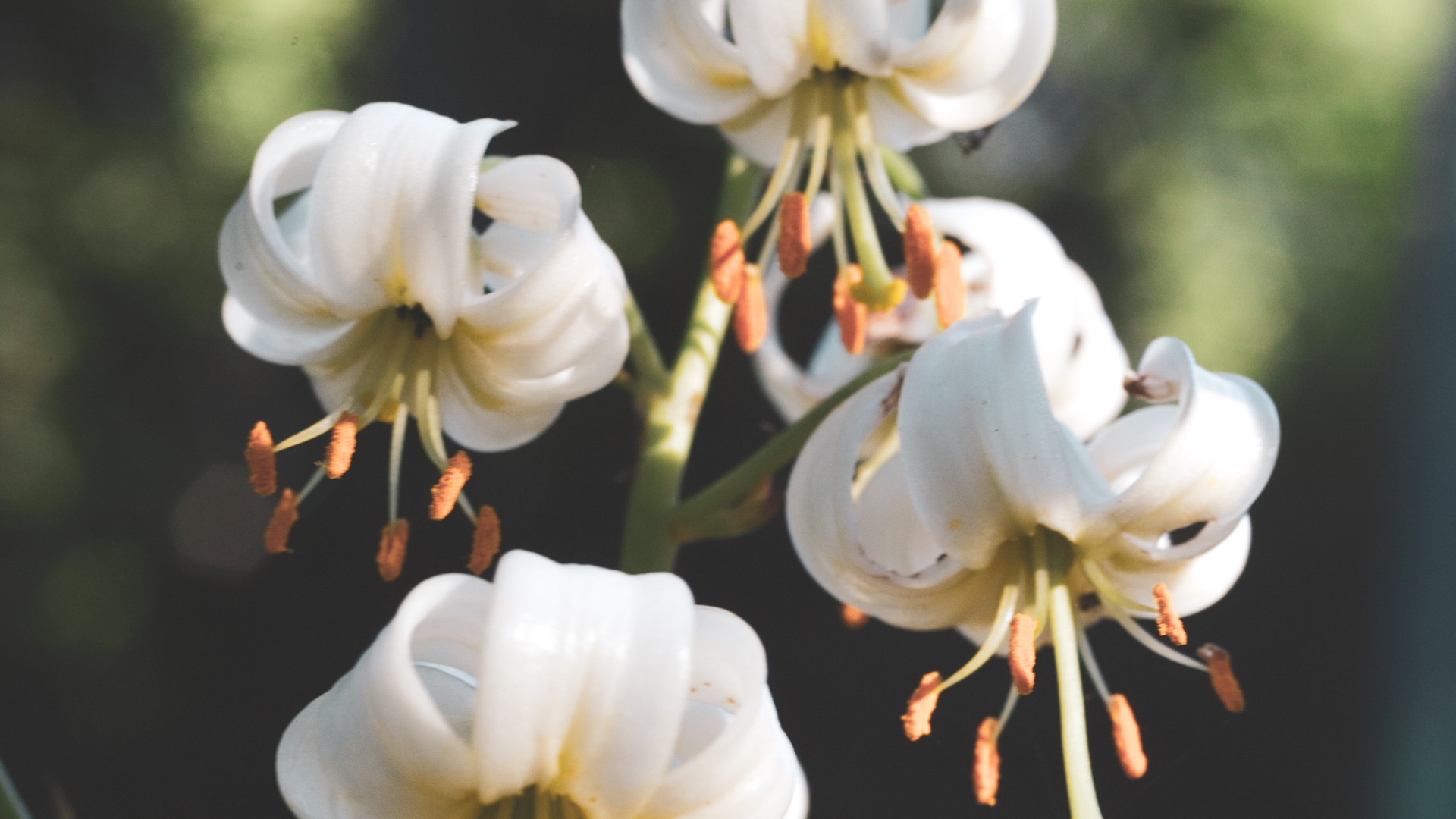 Garden-Trends-Jorden-vi-ärvde-krollilja-vit.jpg