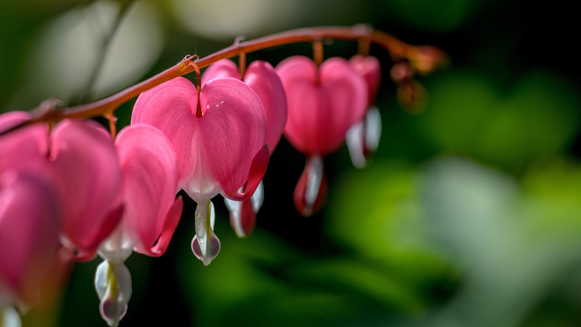 Garden-Trends-Lust-och-längtan-löjtnanshjärta.jpg