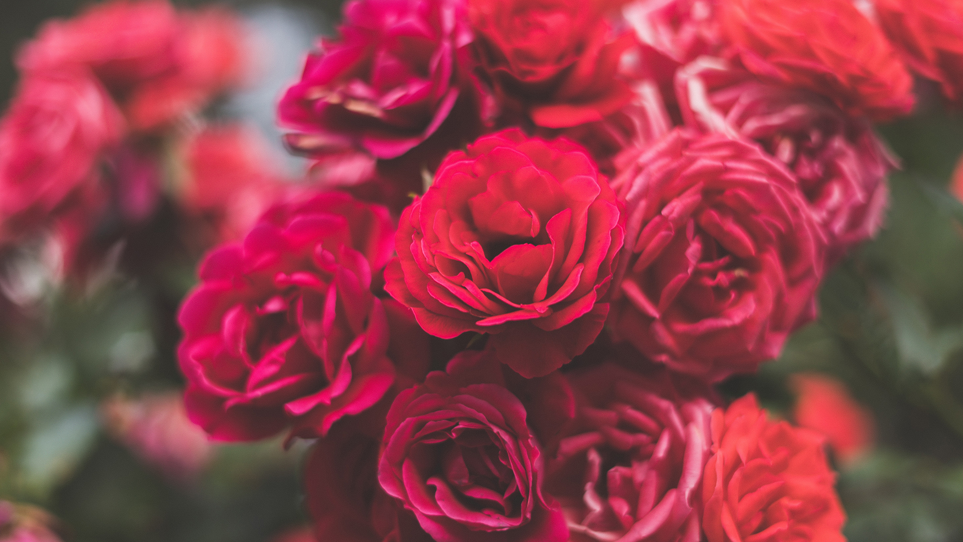 Garden-Trends-Lust-och-längtan-rosor.jpg