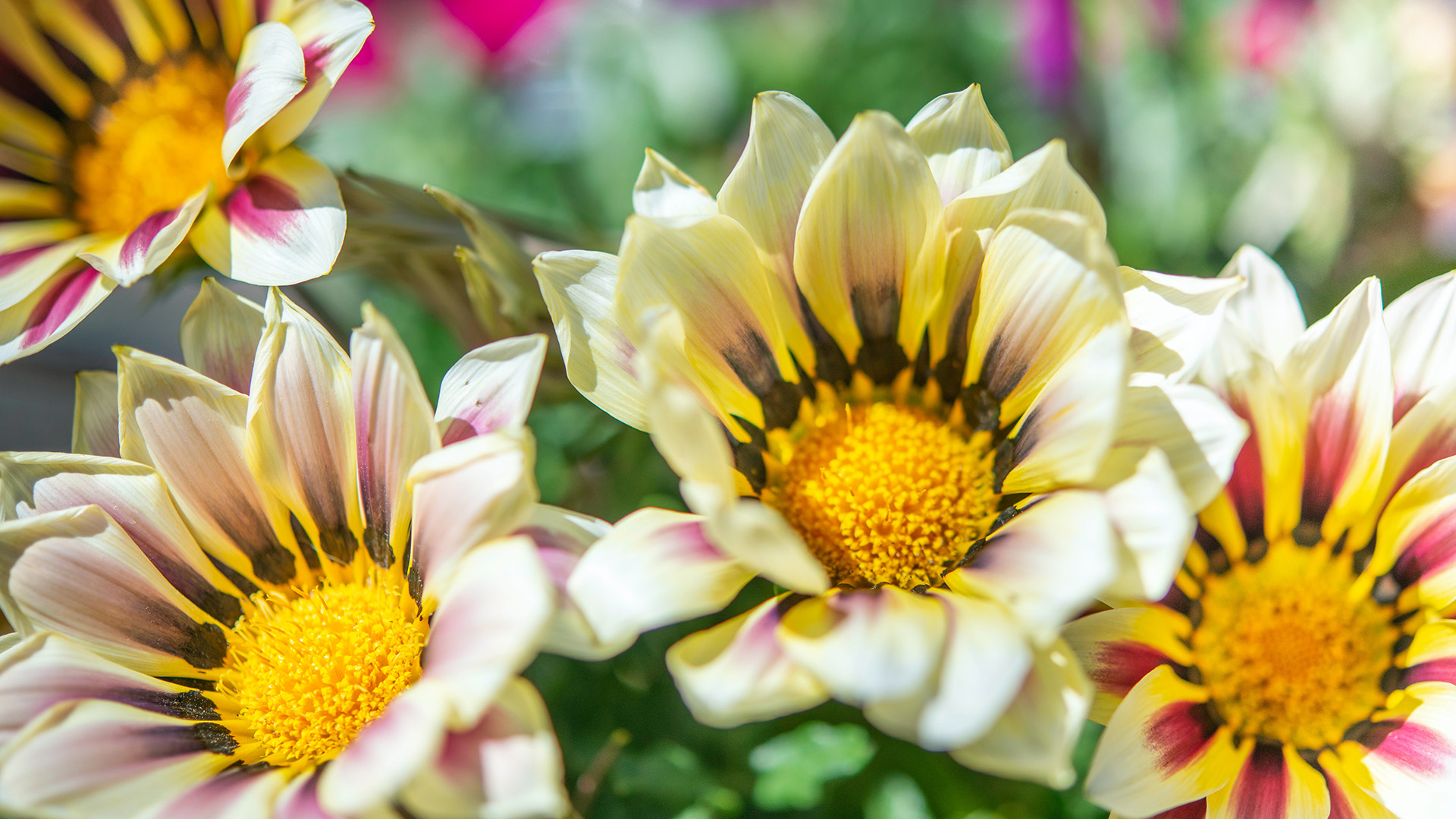 Garden-Trends-FärgochFlora-gulblomma.jpg
