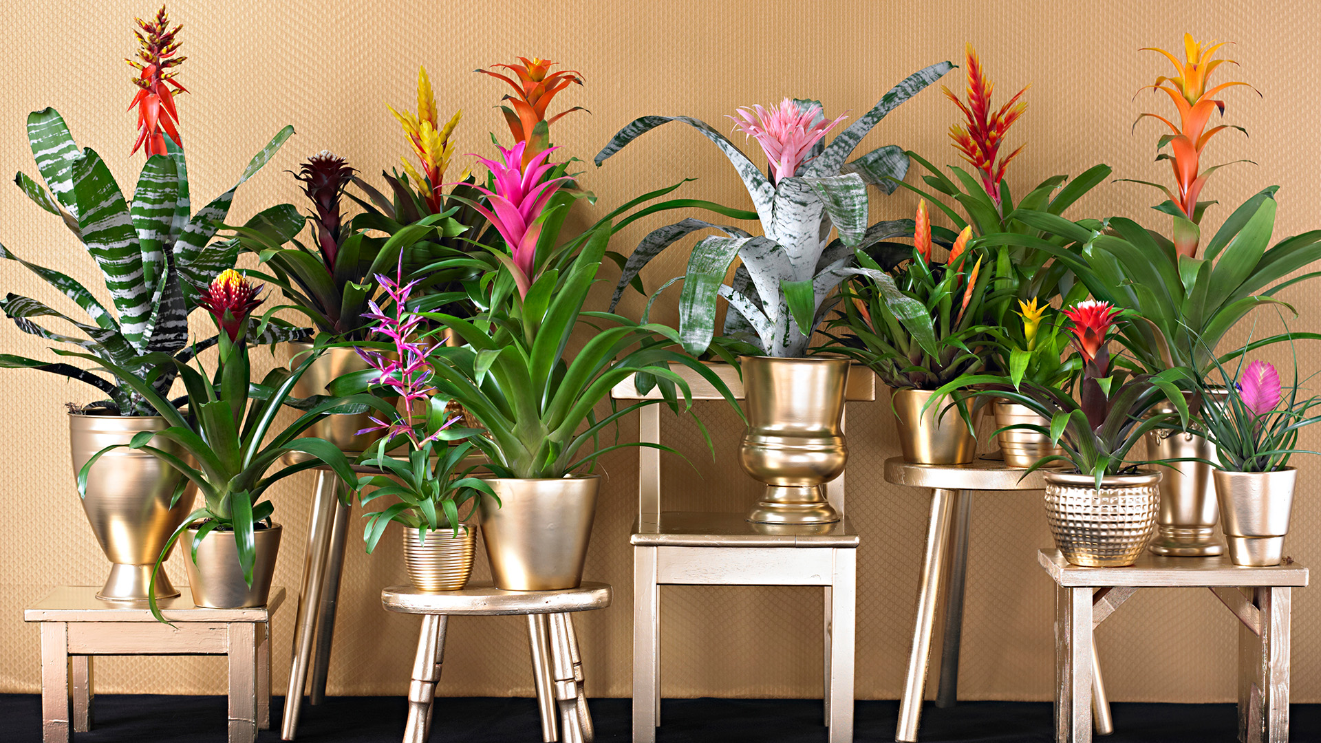 Garden-Trends-FärgochFlora-guzmania.jpg