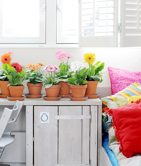Garden-Trends-FärgochFlora-stående-gerbera.jpg