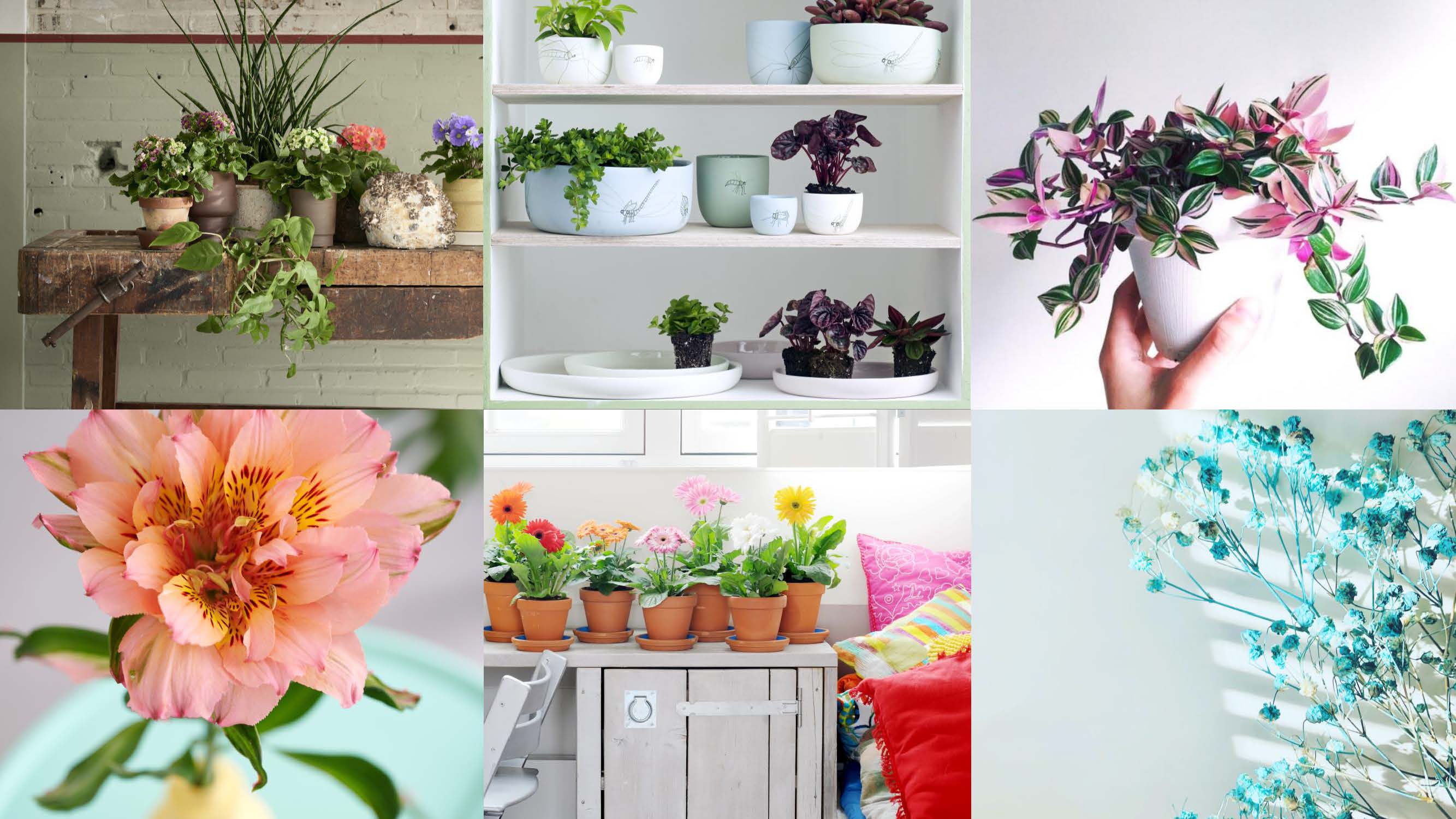 Garden-Trends-FärgochFlora-växter-inne.jpg