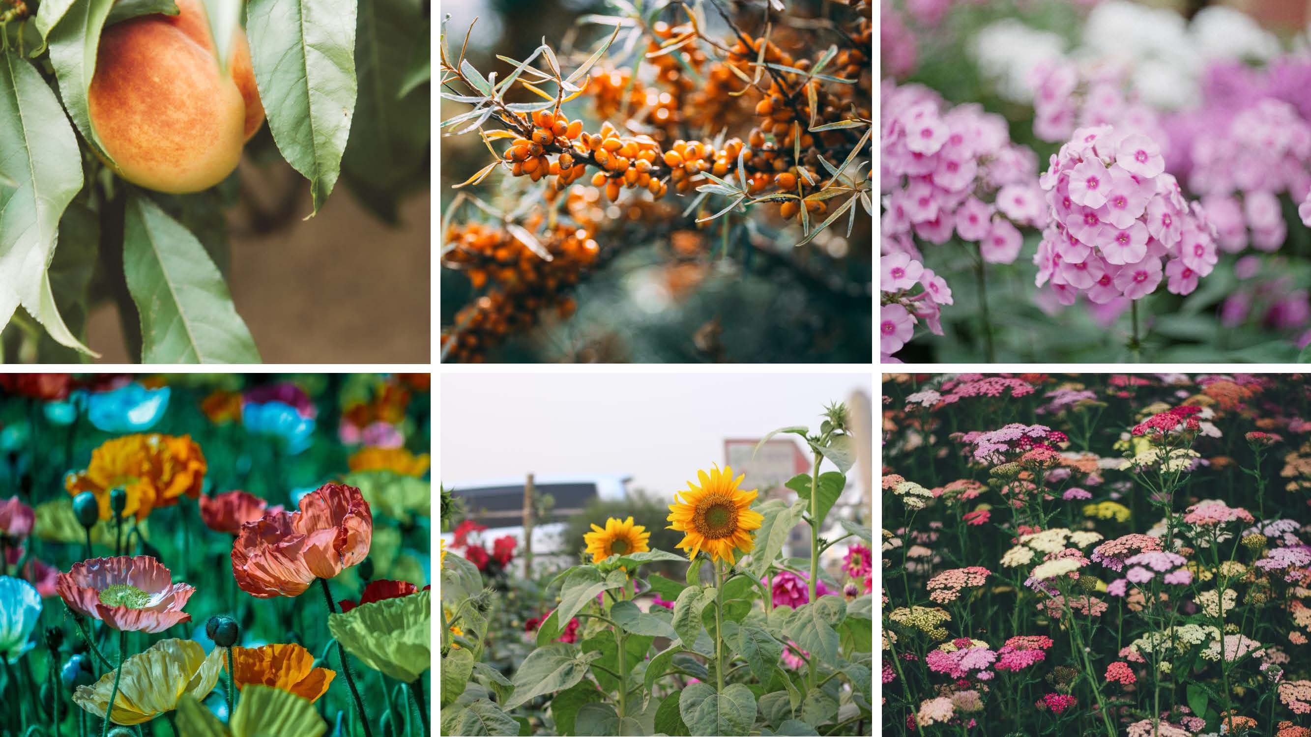 Garden-Trends-FärgochFlora-växter-ute.jpg