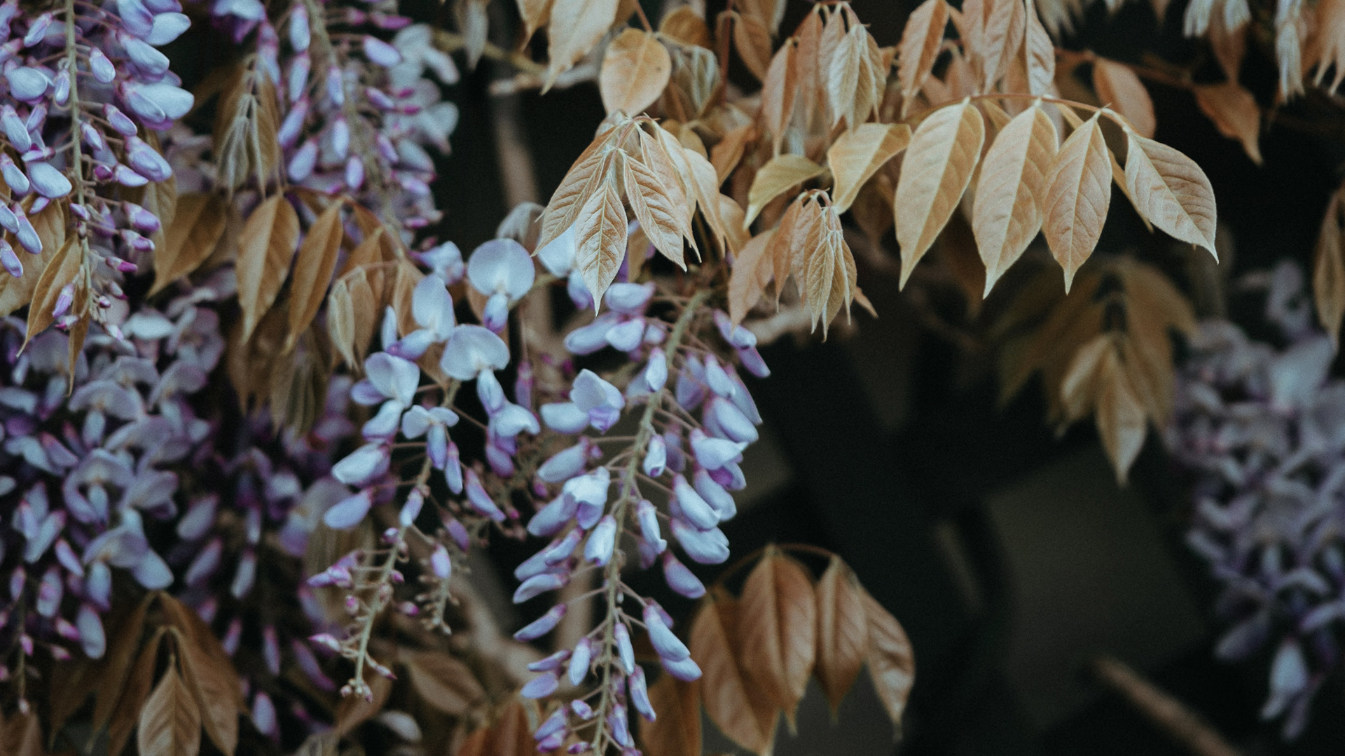 Garden-Trends-Grönelegans-blåregn.jpg