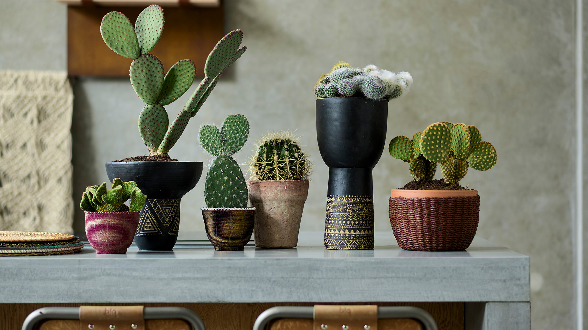 Garden-Trends-Grönelegans-kaktus.jpg