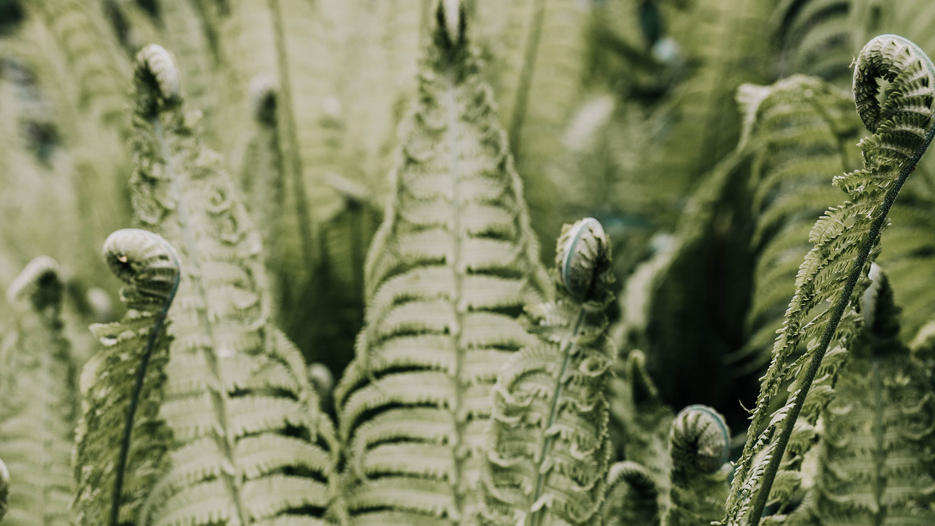 Garden-Trends-Grönelegans-ormbunke.jpg