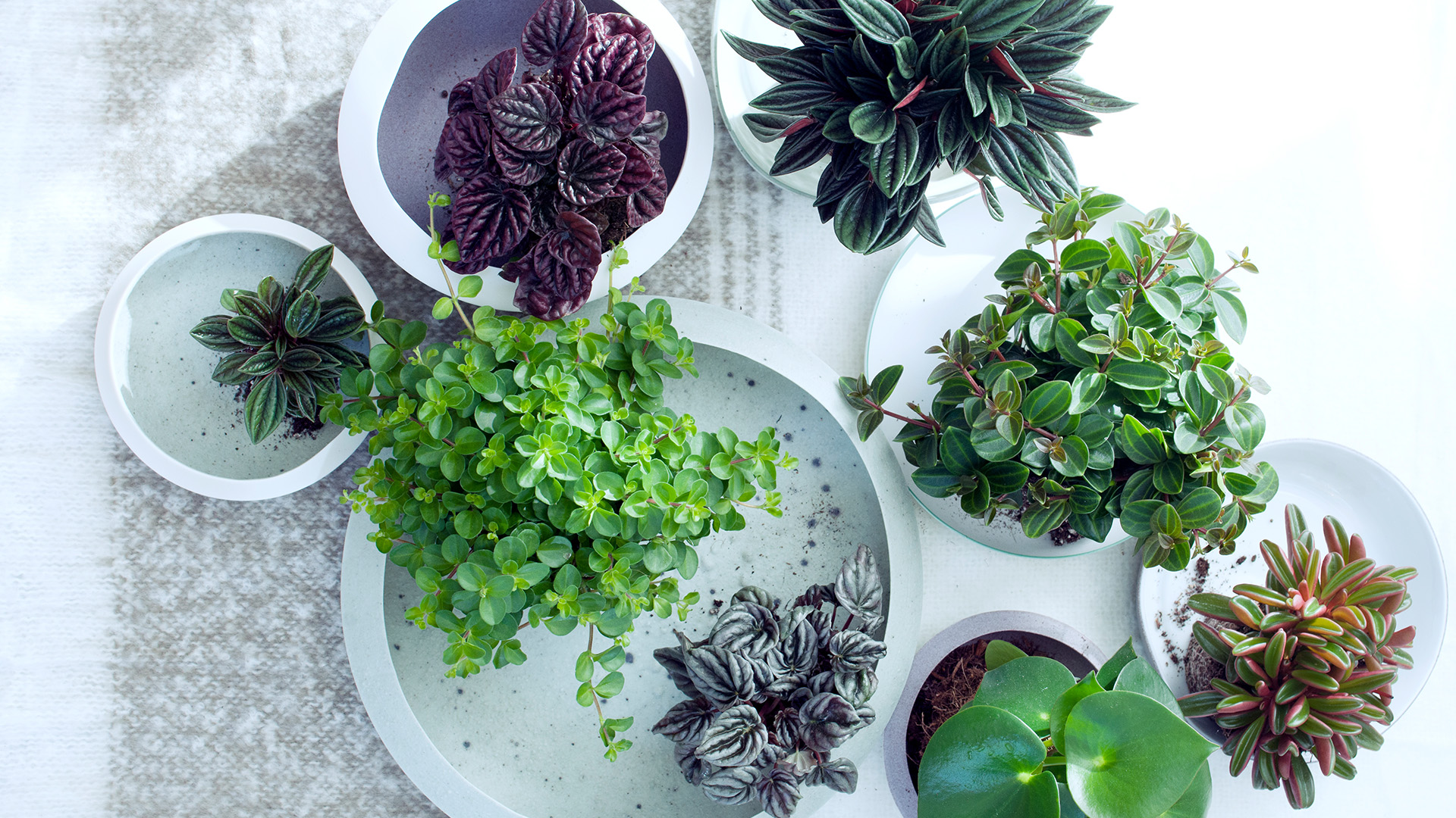 Garden-Trends-Grönelegans-tjockbladväxter.jpg