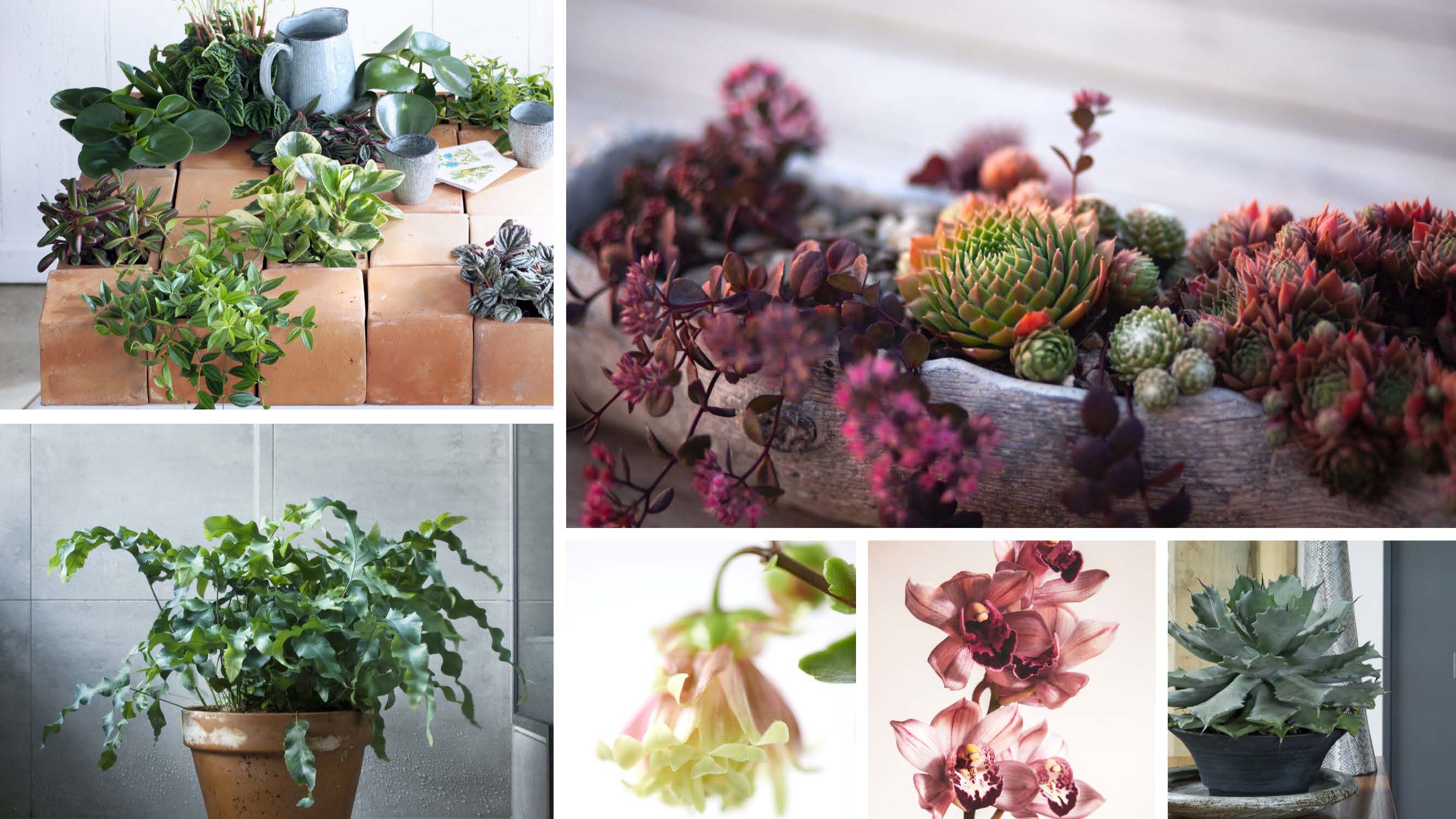 Garden-Trends-Grönelegans-växter-inne.jpg