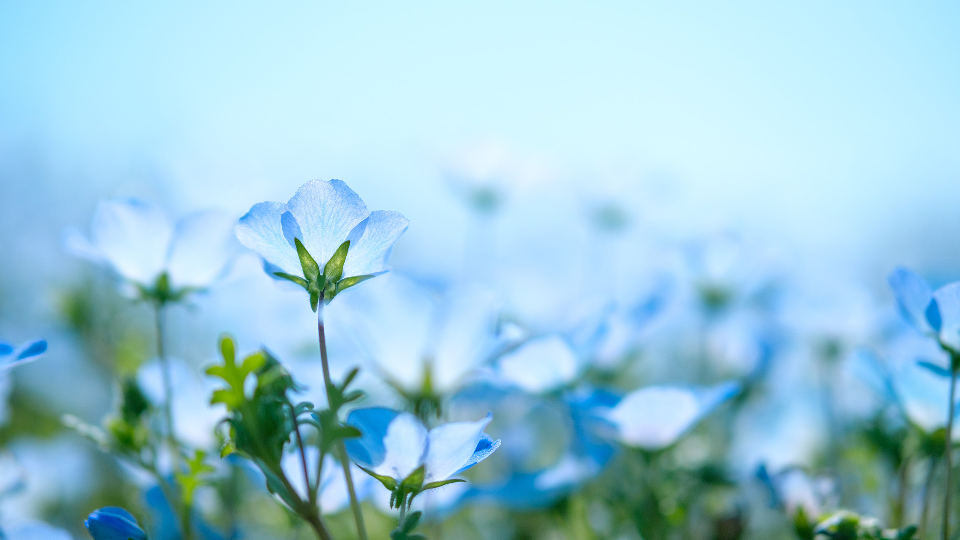Garden-Trends-Hemlängtan-blå.jpg