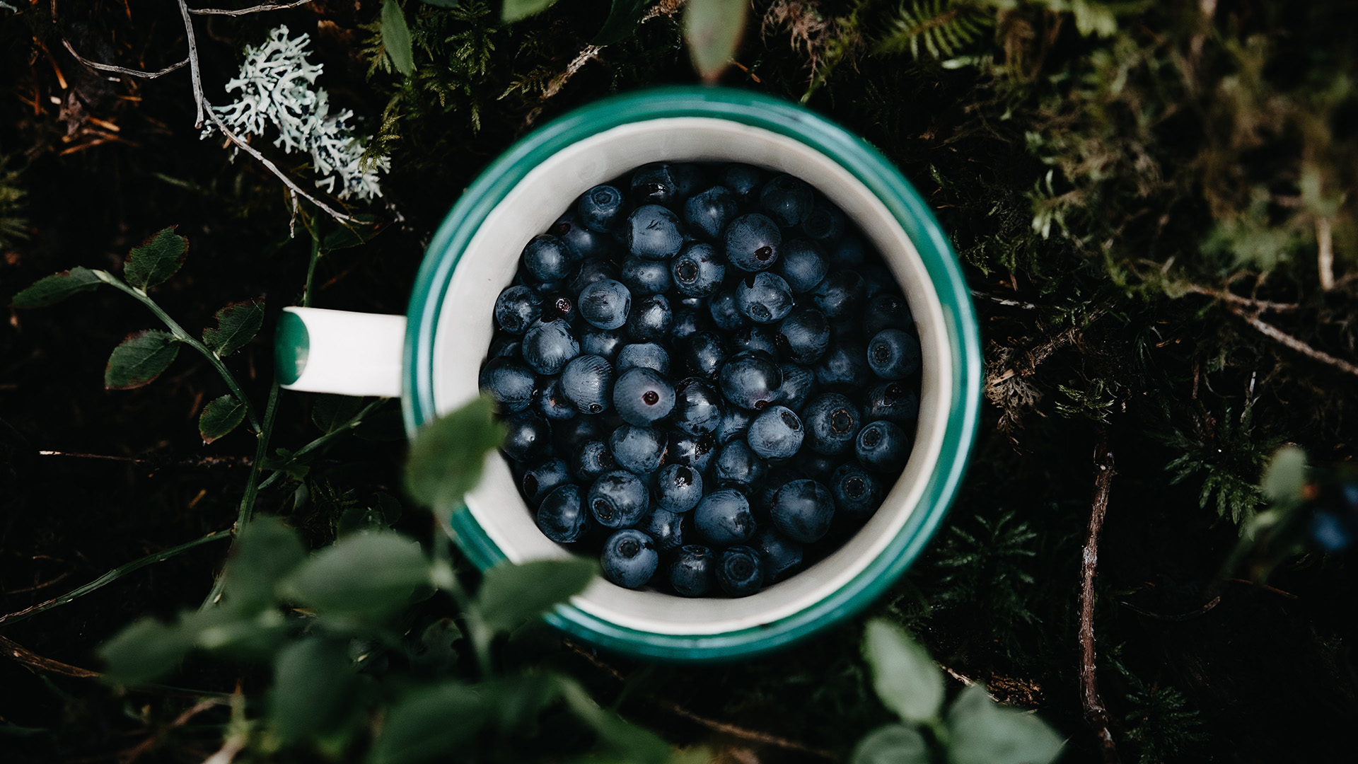 Garden-Trends-Hemlängtan-blåbär.jpg