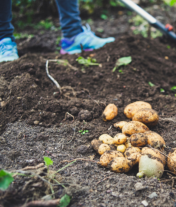 GardenTrends-2023_Hemlängtan-potatis-stående.jpg