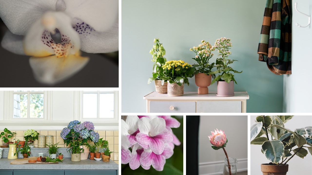 Dream Garden Växter Inne.jpg