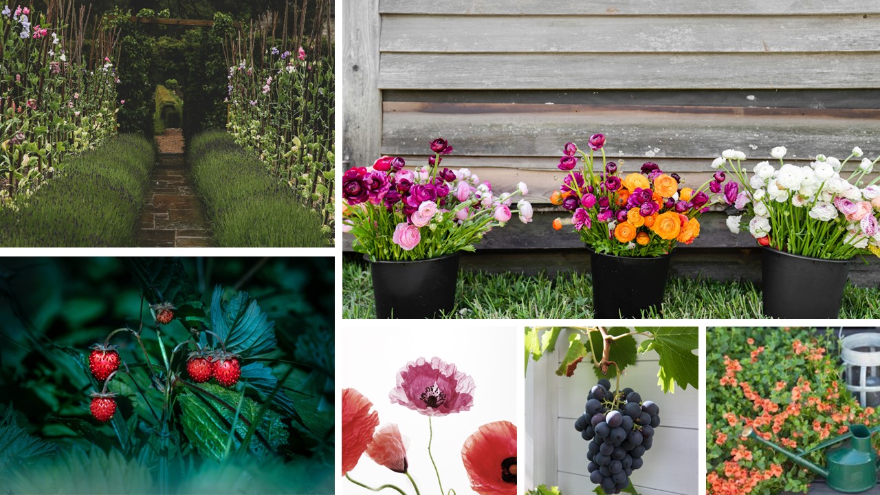 Dream Garden_växter ute collage.jpg