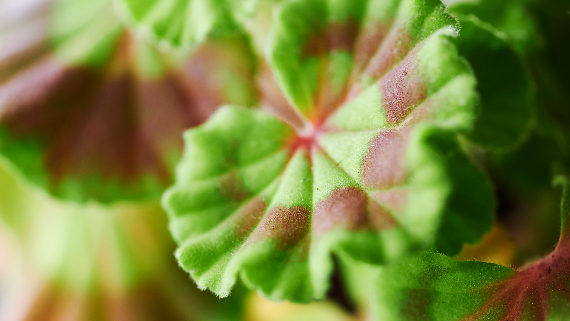 Northern Garden_pelargonblad.jpg