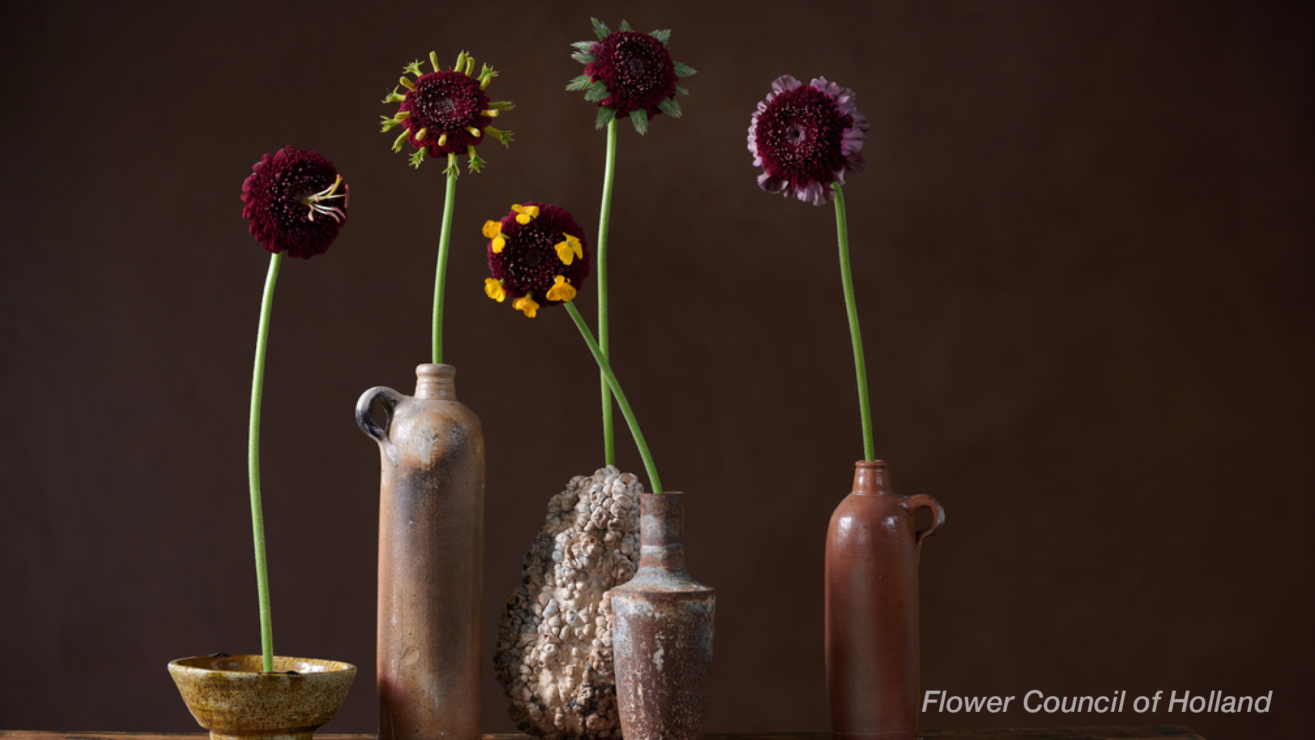 Växter i trenden Höstglöd