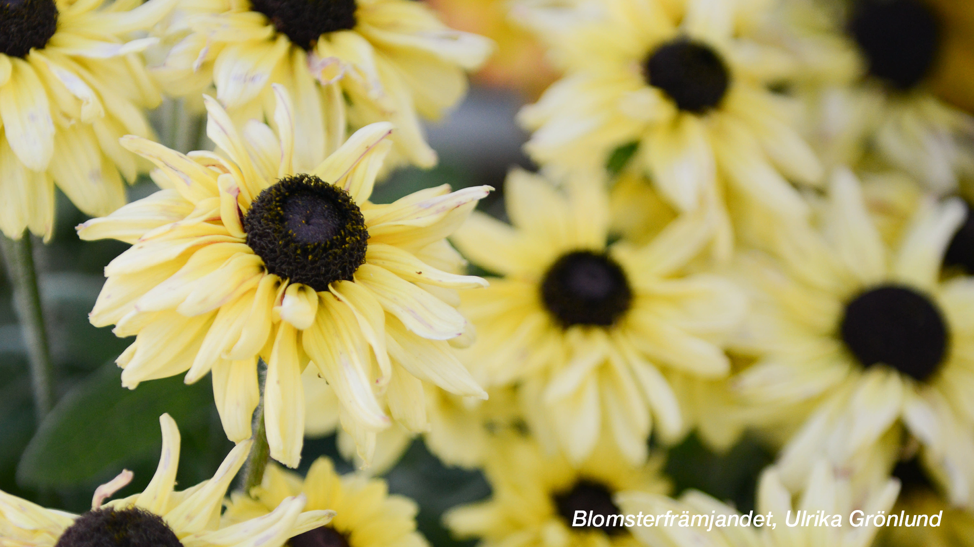 Växter i trenden Trädgårdsfest