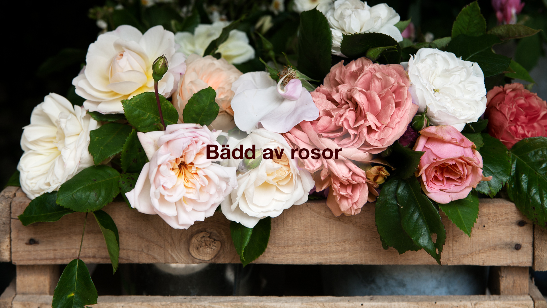 Bädd av rosor