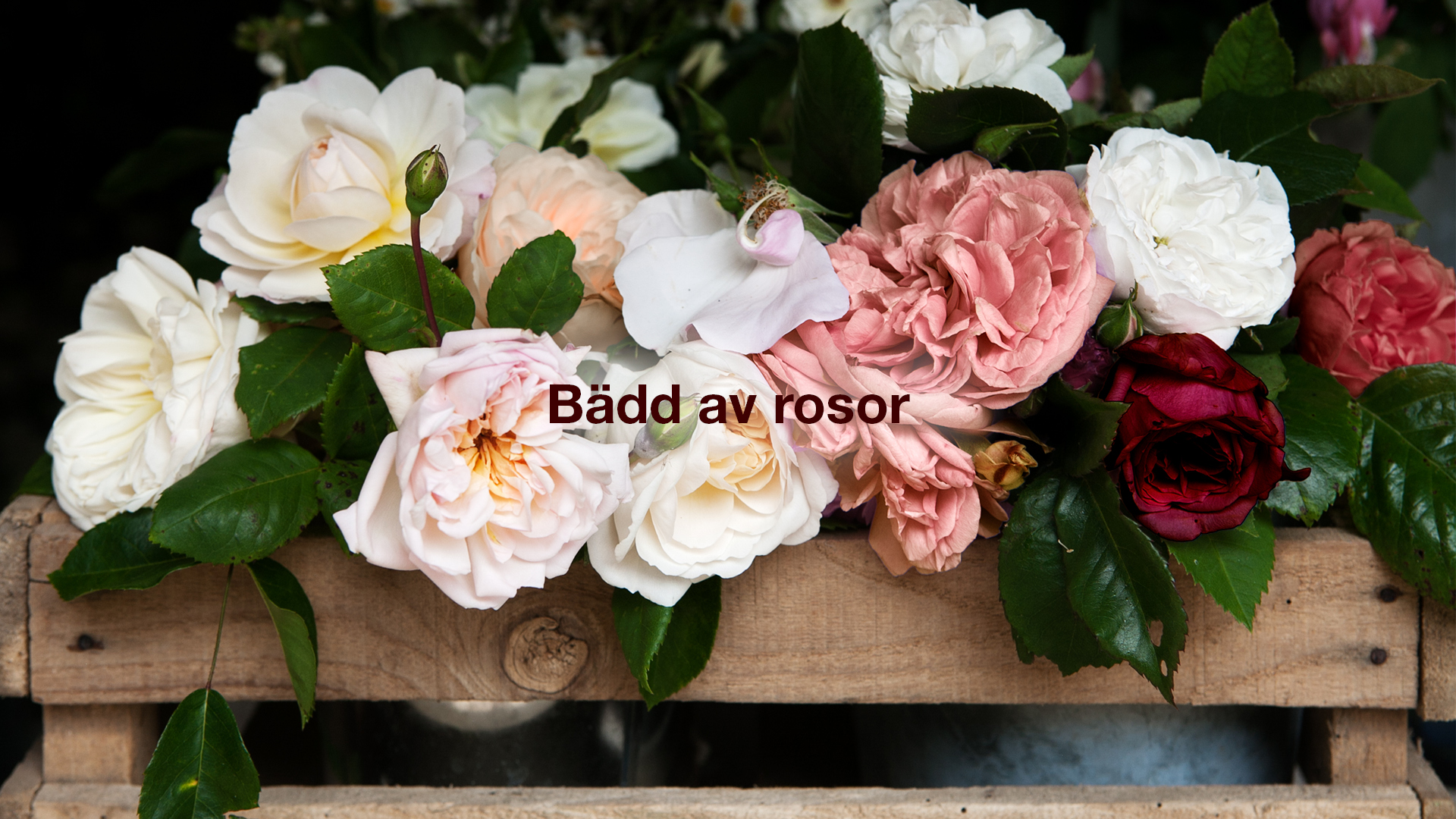 Bädd av rosor
