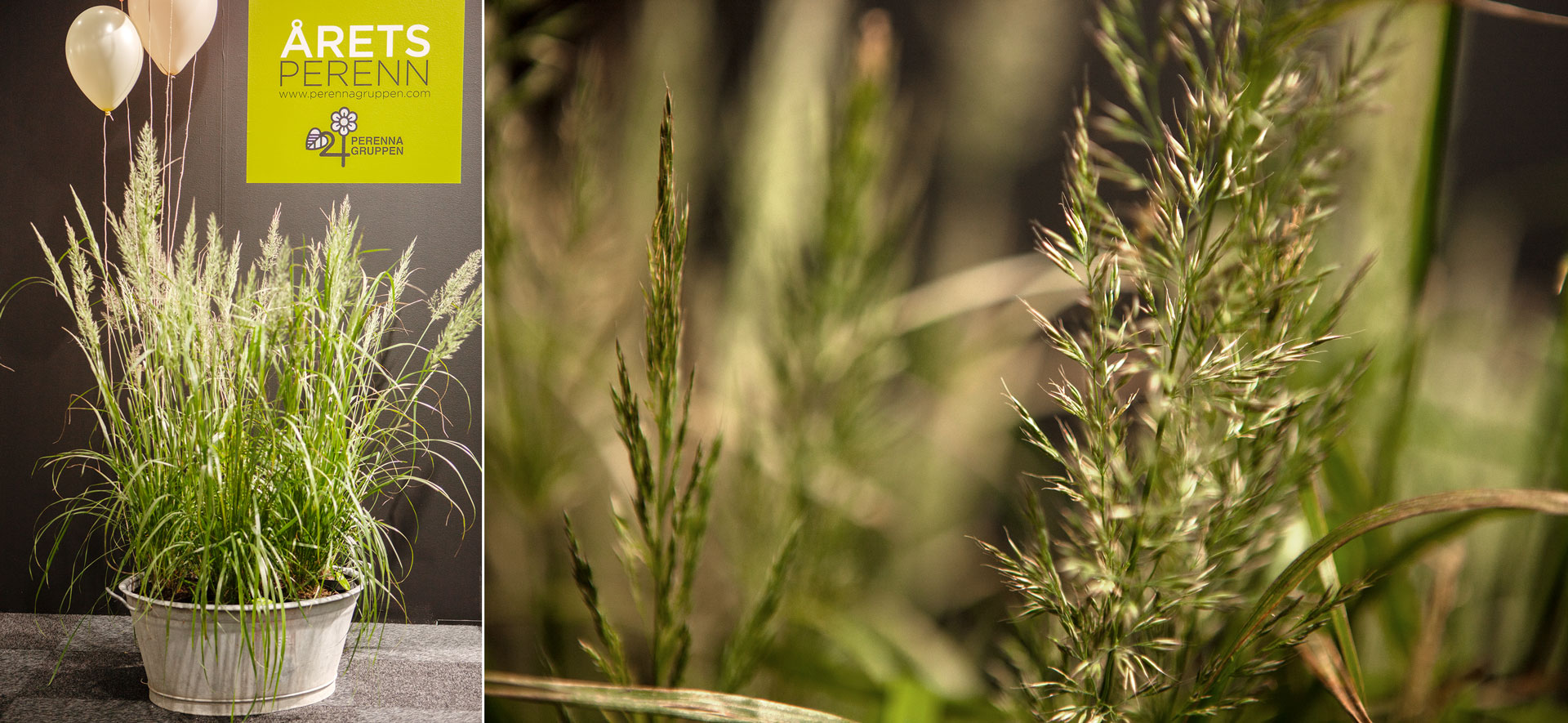 Diamantrör utsedd till Årets Perenn