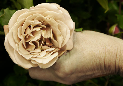 Rosodlare i två generationer