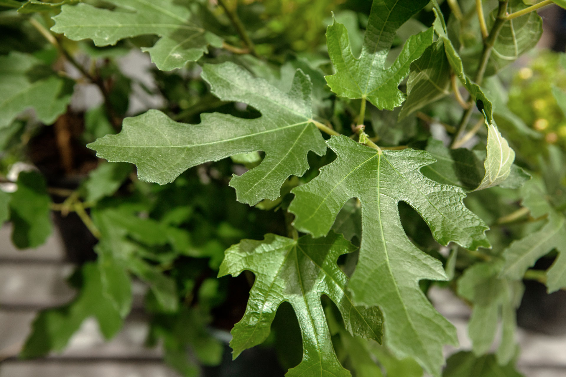 Plantskolan som vill se storstaden grönska