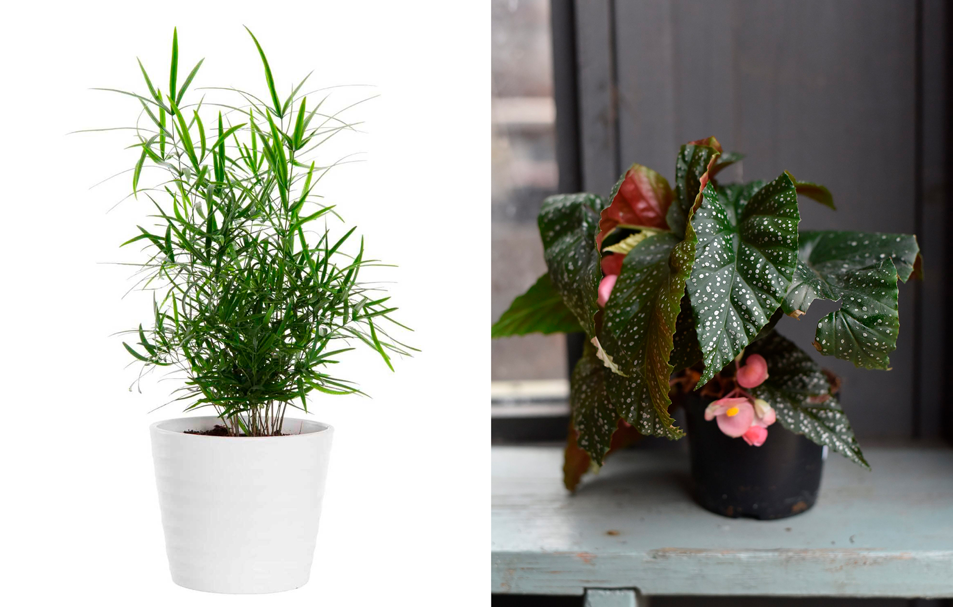 krukvaxtens dag futur flora.jpg